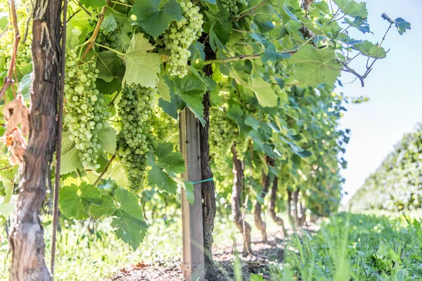 Uvas de vinho na videira. — Fotografia de Stock