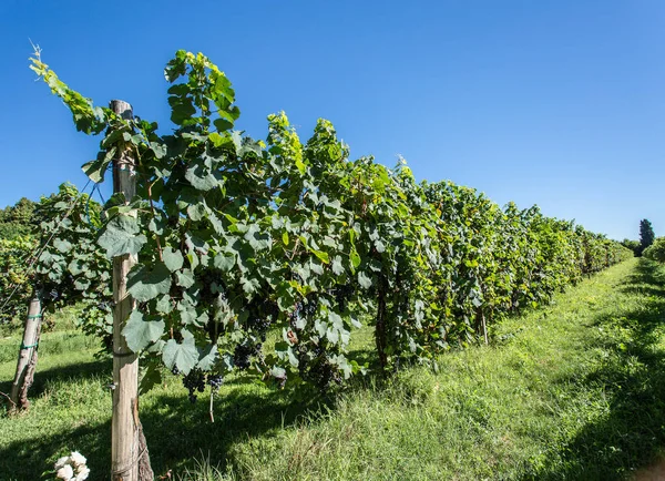 Vignoble à la belle journée d'automne . — Photo