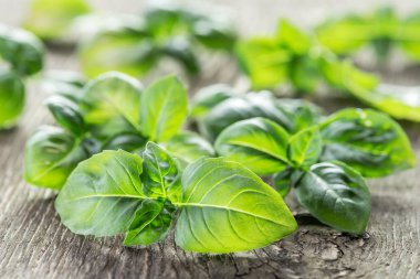 Eski ahşap masa üzerinde yeşil basil otlar.