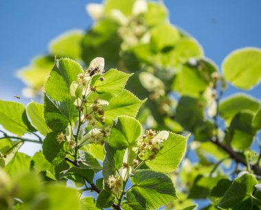 Ihlamur ağacı çiçeği. Doğa arka plan.