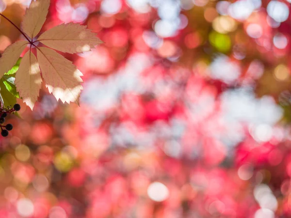 Foglie rosse sfocate. Sfondo della natura. — Foto Stock