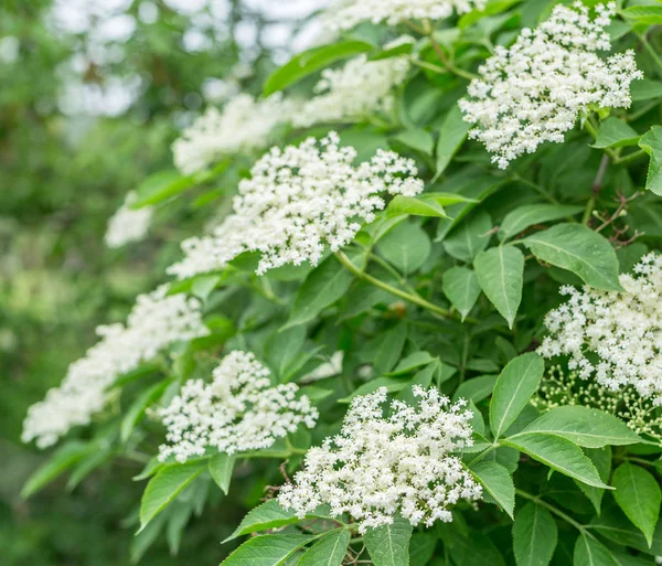 Elderberry tree in blossom. Nature background. — Stock Photo, Image