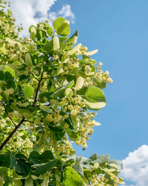 Linden boom in bloei. Achtergrond van de natuur. — Stockfoto