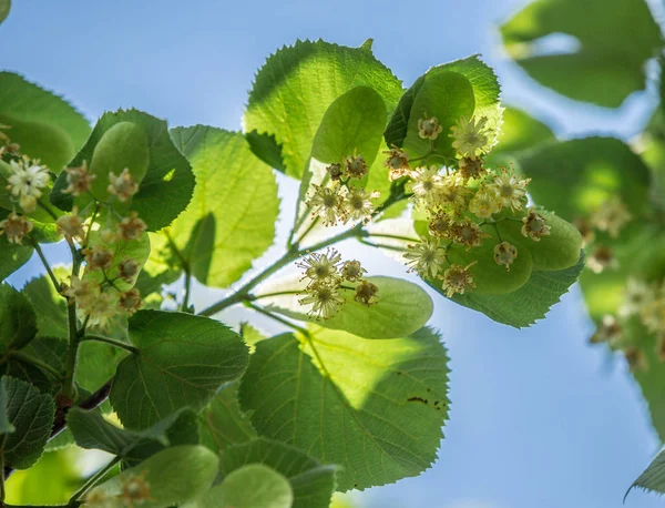 Linden tree in blossom. Nature background. — Stock Photo, Image