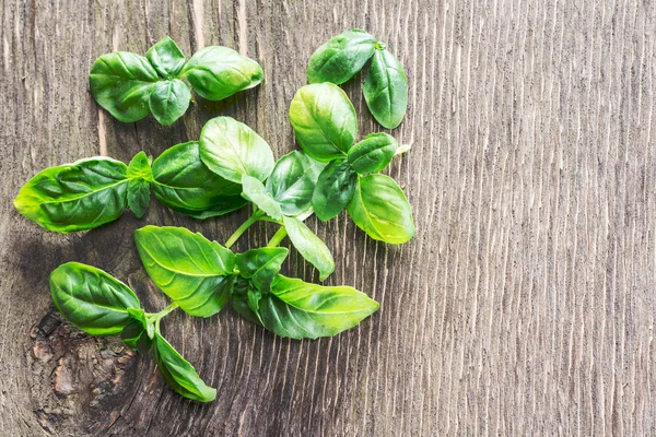 Green basil herbs on the old wooden table. — Stock Photo, Image