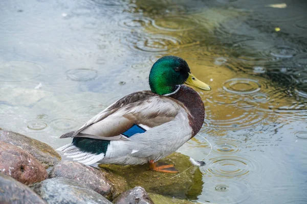 Male duck cleans feathers in the rain.