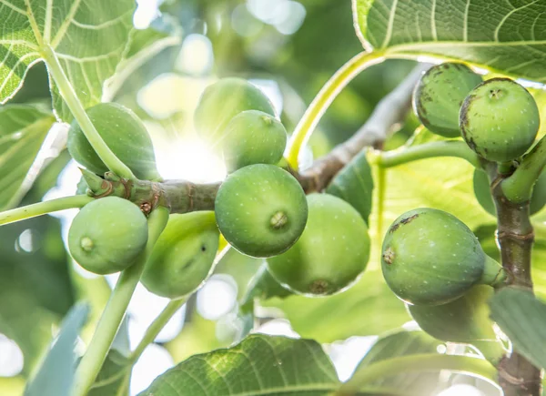 Frutos de figueira maduros na árvore . — Fotografia de Stock