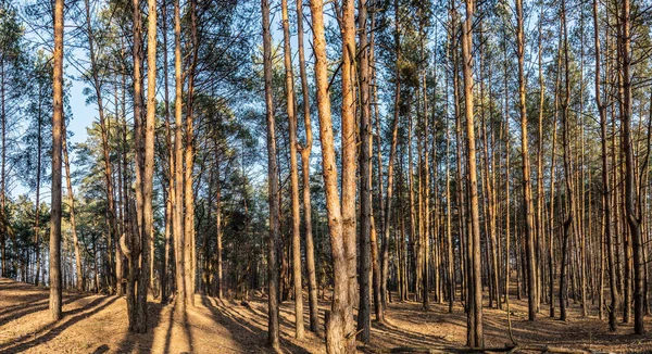 Floresta de pinheiros de primavera ao sol da noite . — Fotografia de Stock