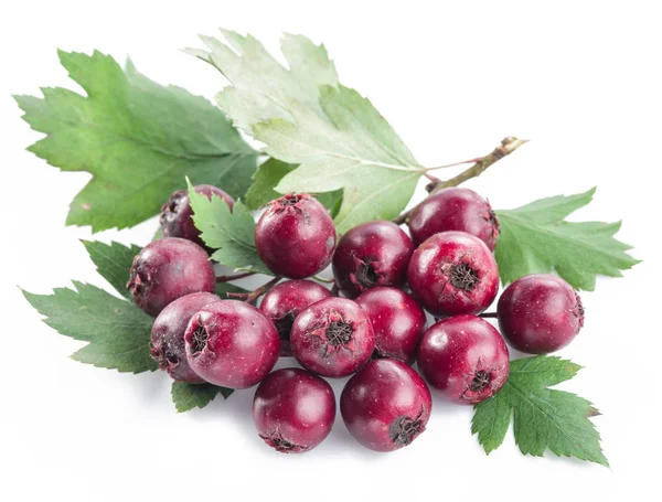 Weißdornbeeren isoliert auf weißem Hintergrund. — Stockfoto