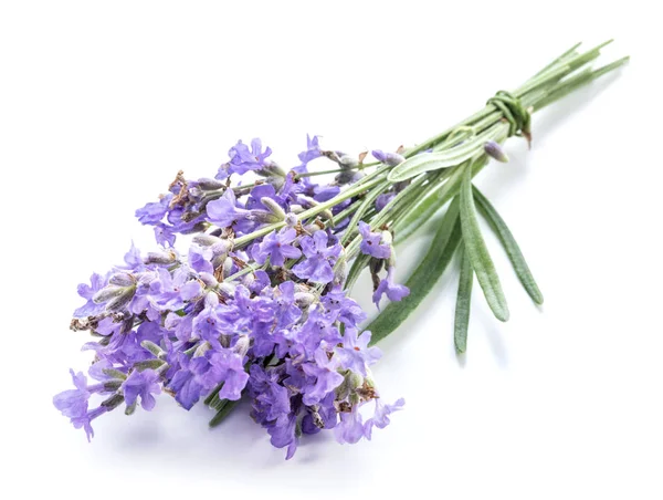 Bando de flores de lavandula ou lavanda isoladas em backgro branco — Fotografia de Stock