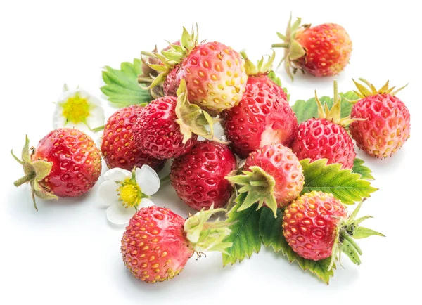 Fragole selvatiche sullo sfondo bianco . — Foto Stock