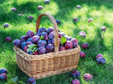 Erik hasadı. Yeşil çimlerin üzerindeki sepetin içinde erikler var..