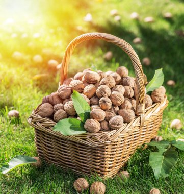 Ceviz hasadı. Yeşil çimlerin üzerindeki sepette cevizler.