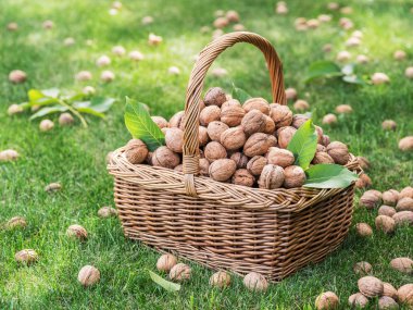 Ceviz hasadı. Yeşil çimlerin üzerindeki sepette cevizler.