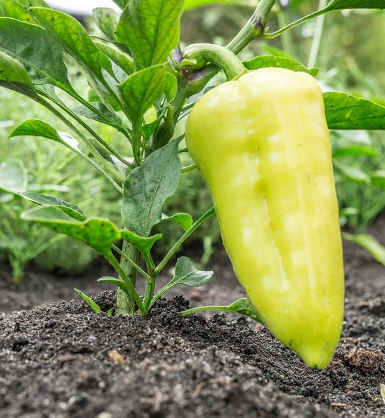 Poivron ou plante de poivron dans le jardin . — Photo