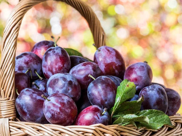 Plum harvest. Plums in the basket. — Stock Photo, Image