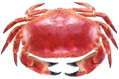 Cooked brown crab or edible crab.  clipart