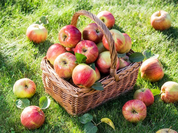 Appeloogst. Rijp rode appels in de mand op het groene gras. — Stockfoto