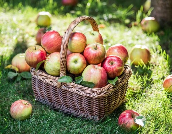 Appeloogst. Rijp rode appels in de mand op het groene gras. — Stockfoto