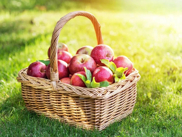 Raccolta di mele. Maturare mele rosse nel cestino sull'erba verde. — Foto Stock