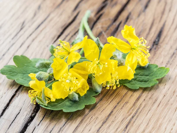 Greater celandine flower, swallowwort on the wooden background. — Stock Photo, Image