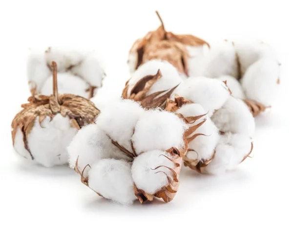 Fluffig bomull boll av bomullsväxten på vit bakgrund. — Stockfoto