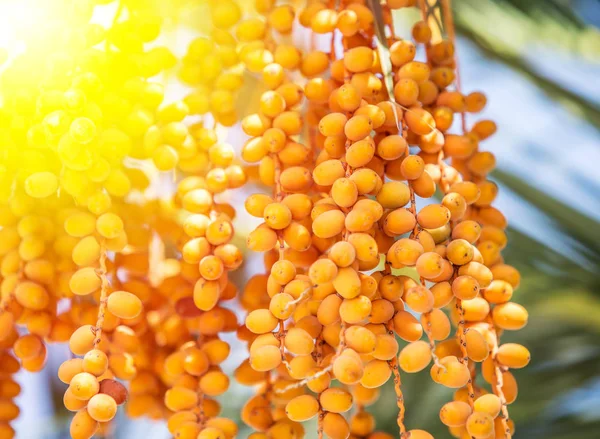 Fecha frutas en el árbol a la luz del sol . — Foto de Stock