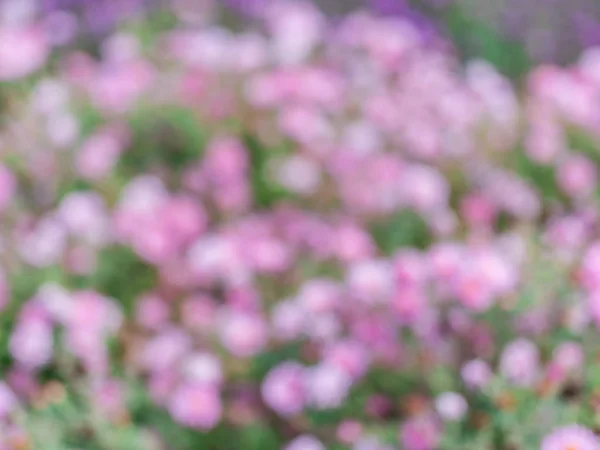 Colorful blurred picture of flowers in the garden.