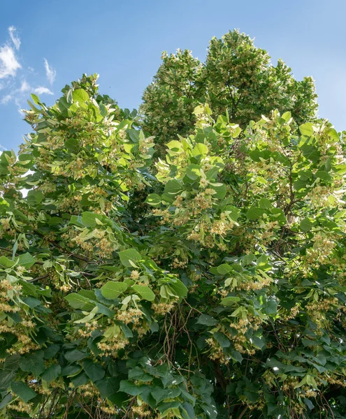 Árvore de tília em flor. Natureza fundo . — Fotografia de Stock