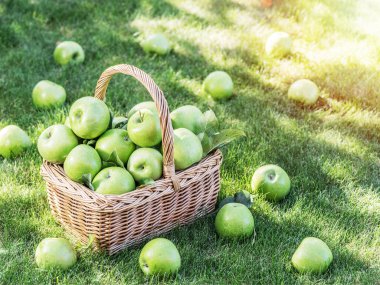 Elma hasat. Olgun yeşil elma yeşil ciğeri üzerinde sepet