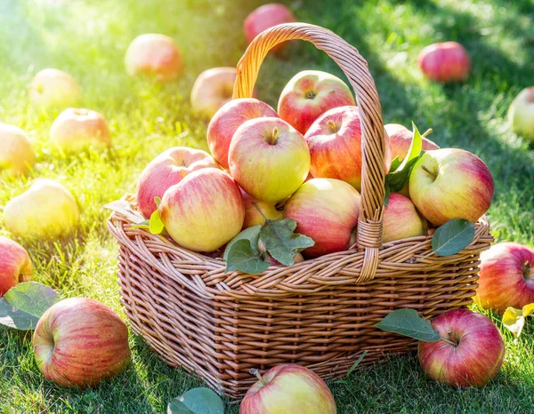 Raccolta di mele. Maturare mele rosse nel cestino sull'erba verde. — Foto Stock