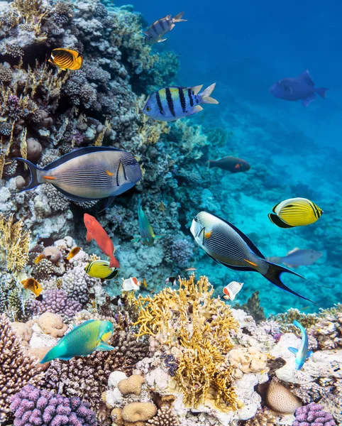 紅海のカラフルなサンゴ礁魚類. — ストック写真