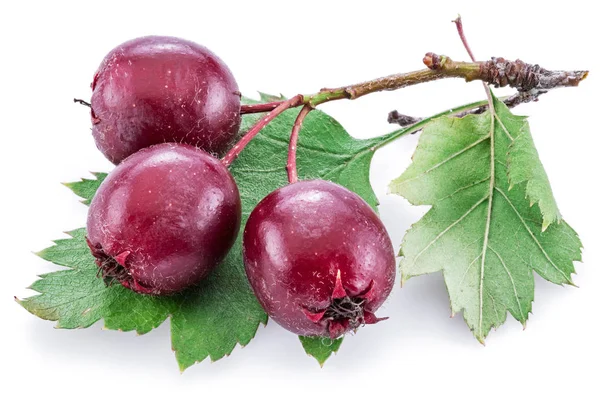 Weißdornbeeren isoliert auf weißem Hintergrund. — Stockfoto