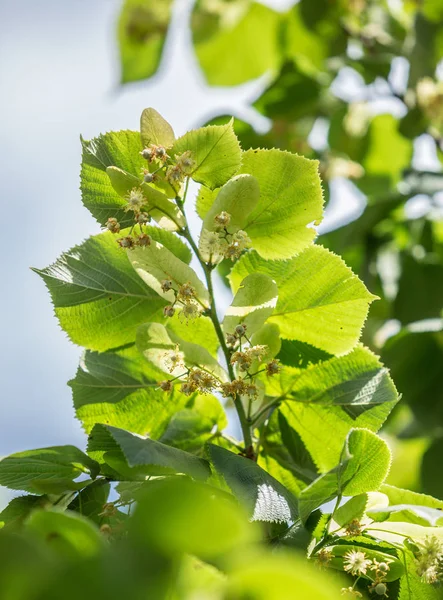 Árvore de tília em flor. Natureza fundo . — Fotografia de Stock