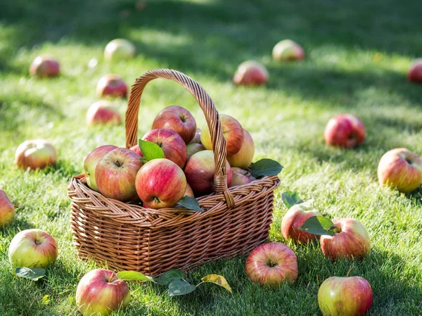 Apfelernte. Reife rote Äpfel im Korb auf dem grünen Gras. — Stockfoto