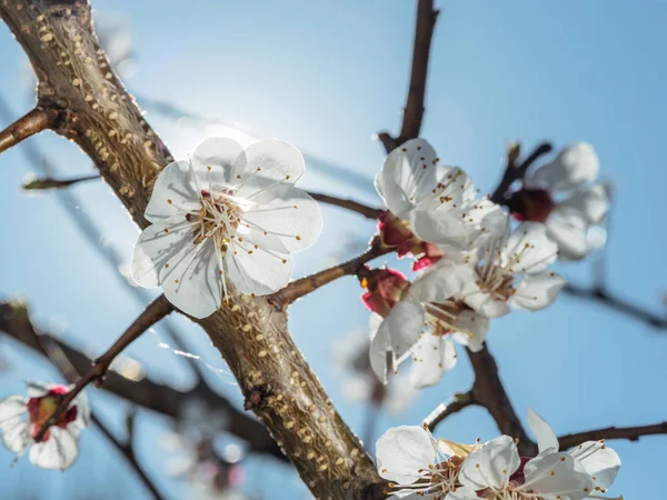 Meruňkový strom v květu. Jarní obloha na pozadí. — Stock fotografie