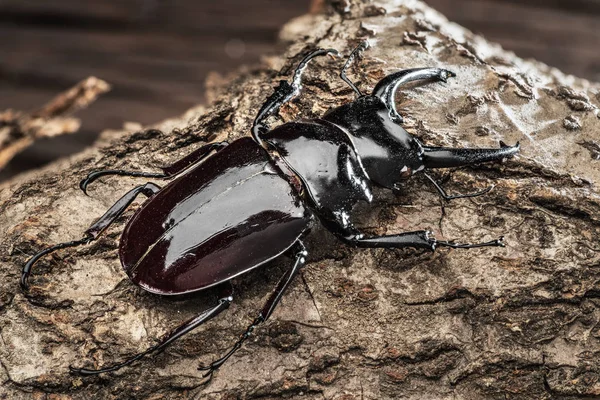 Male stag beetle on the wooden background.