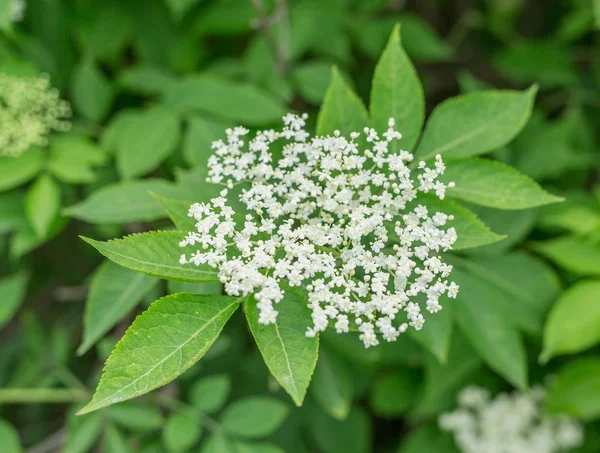 Elderberry tree in blossom. Nature background. — Stock Photo, Image