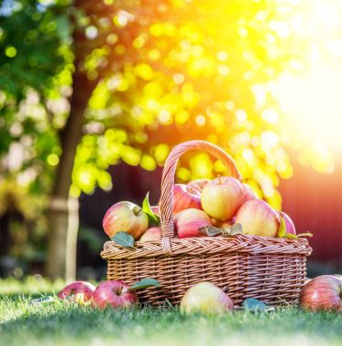 Elma hasatı Yeşil çimlerin üzerindeki sepette olgun kırmızı elmalar.