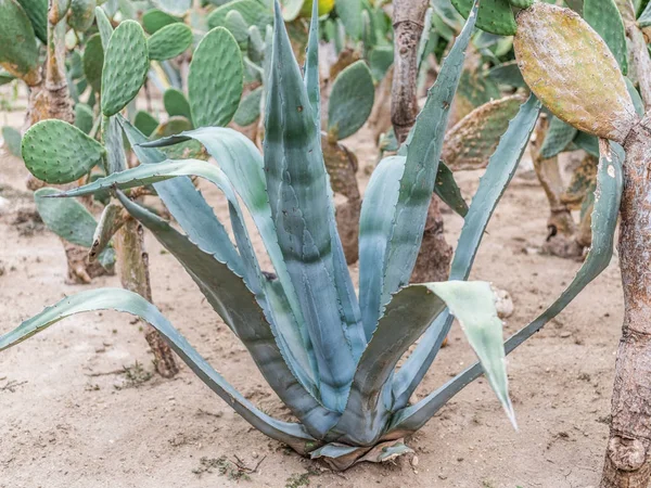 Tequila agava or blue ogava plant. — Stock Photo, Image