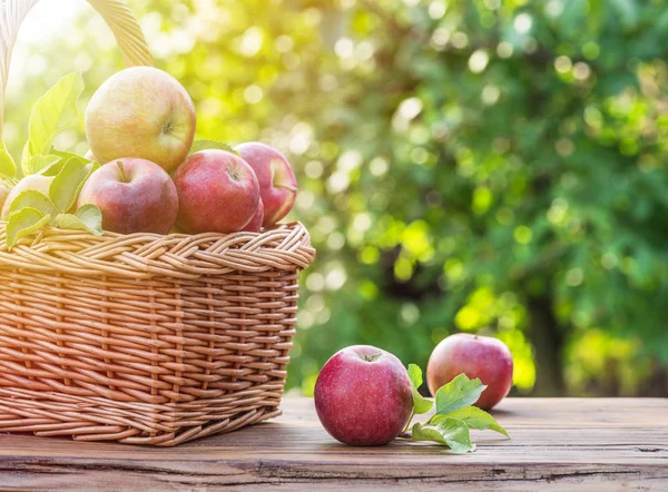 Oogst van de appel. Rijpe rode appels in de mand op tafel. — Stockfoto