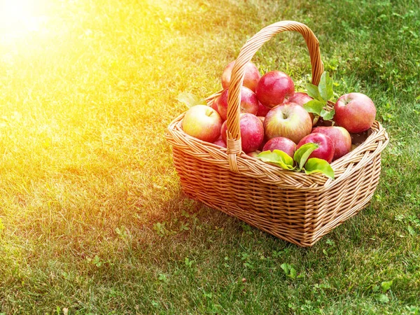 Збирання яблук. Зрізати червоні яблука в кошику на зеленій траві . — стокове фото