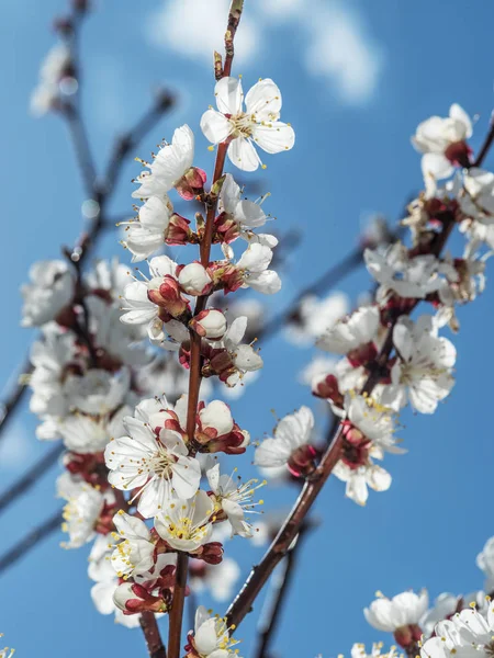 Apricot tree in blossom. Bright spring sky on the background. — Stock Photo, Image