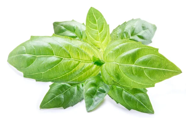 Basil leaves on the white background. — Stock Photo, Image