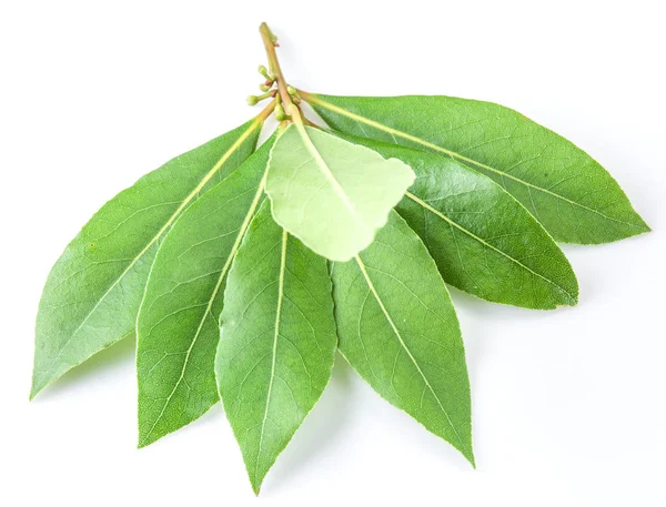 Bay leaf isolated on the white background. — Stock Photo, Image