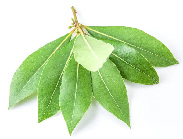 Hoja de laurel aislada sobre fondo blanco. — Foto de Stock