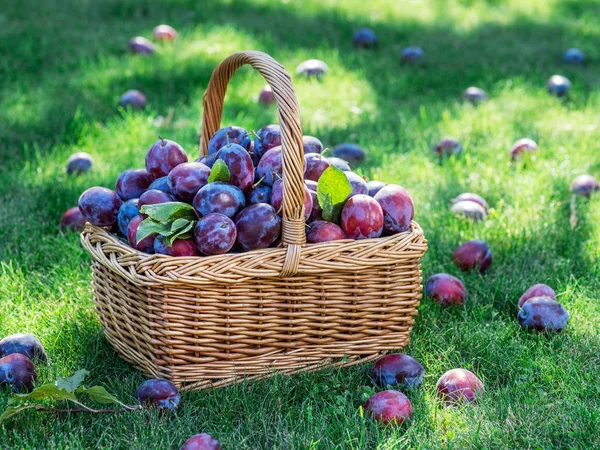 Plommonskörd. Plommon i korgen på grönt gräs. — Stockfoto