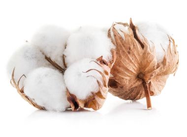 Fluffy cotton ball of cotton plant on a white background.