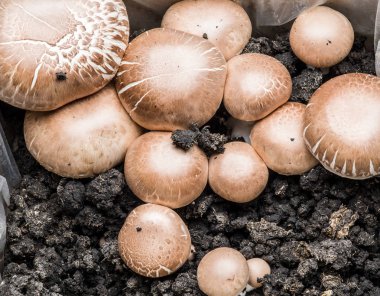 Champignon mantar. Taze hasat. Makro.