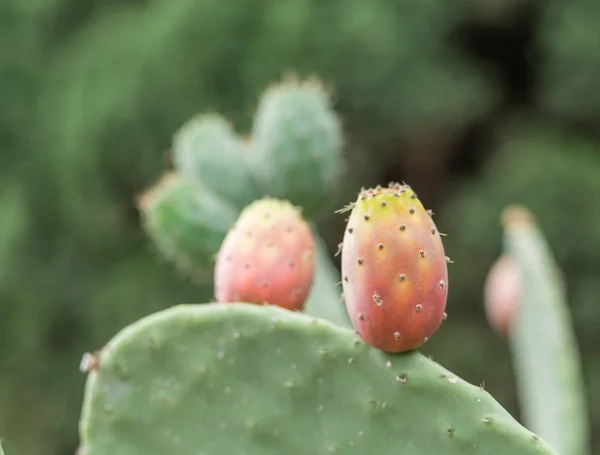 Pichlavý hrušky nebo opuntia rostlin blízko - nahoru. — Stock fotografie